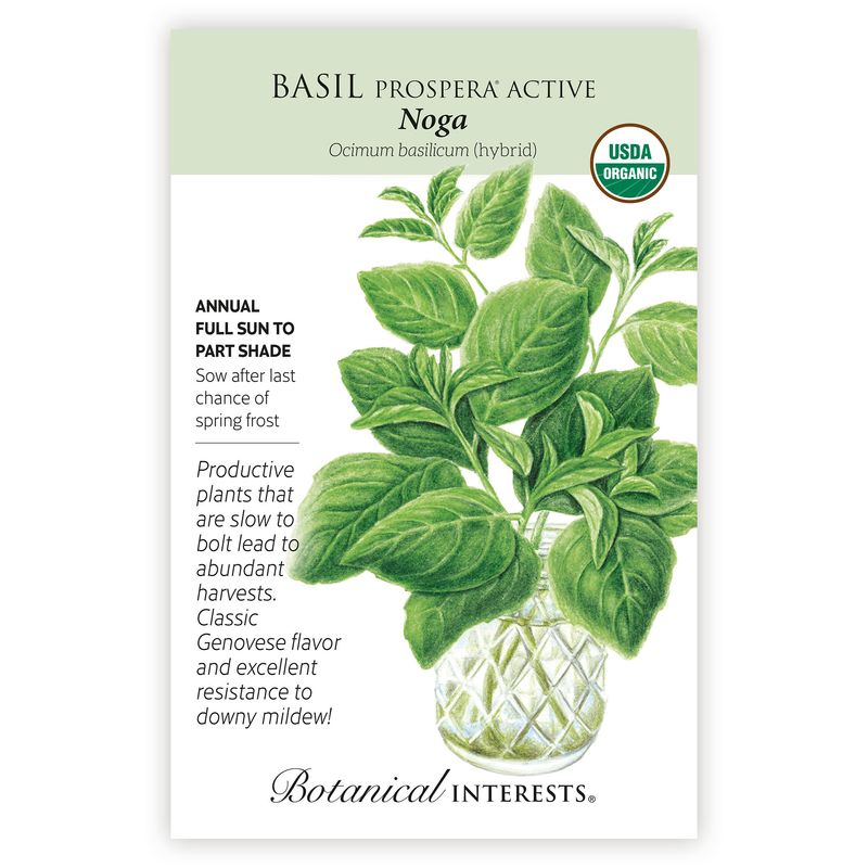 Seed Herb Basil Noga Organic - Ocimum basilicum (hybrid)