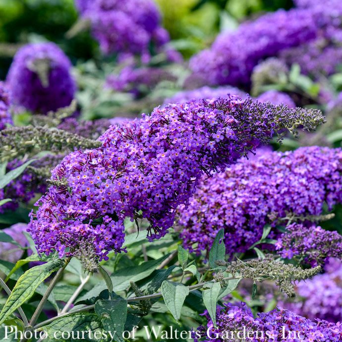 #1 Buddleia dav Violet Cascade/ Butterfly Bush