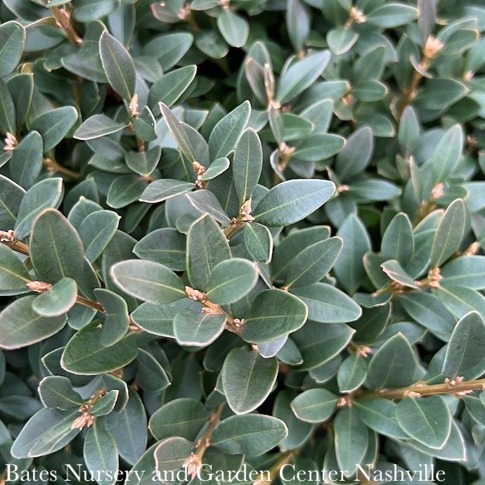 #1 Buxus x Glencoe/ Chicagoland Green Boxwood