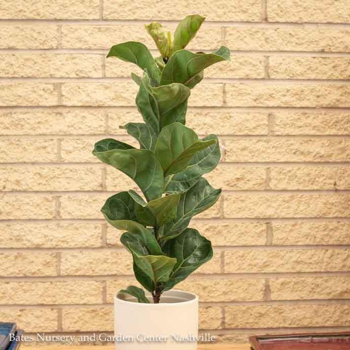 6p! Ficus Lyrata Bambino BUSH Dwarf Fiddleleaf /Tropical