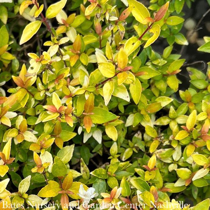 #3 Abelia x grand Twist Of Mango/ Variegated Gold Foliage