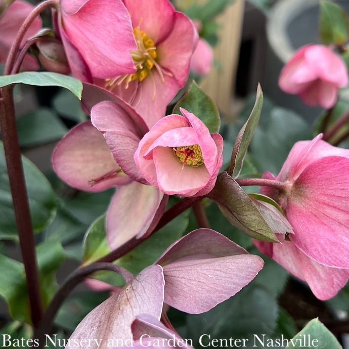 #1 Helleborus Ice N&#39; Roses &#39;Rose&#39;/ Lenten Rose