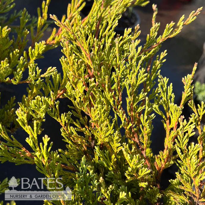 #1 Juniperus horiz Youngstown/ Creeping Andorra Juniper