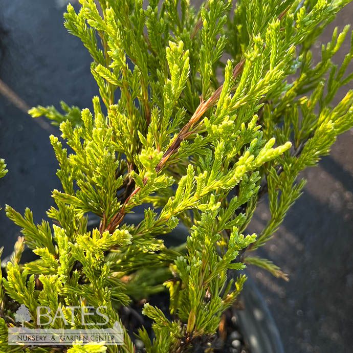 #1 Juniperus horiz Youngstown/ Creeping Andorra Juniper