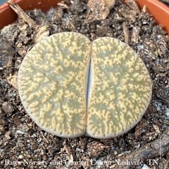1.5p! Lithops /Living Stone Succulent /Tropical