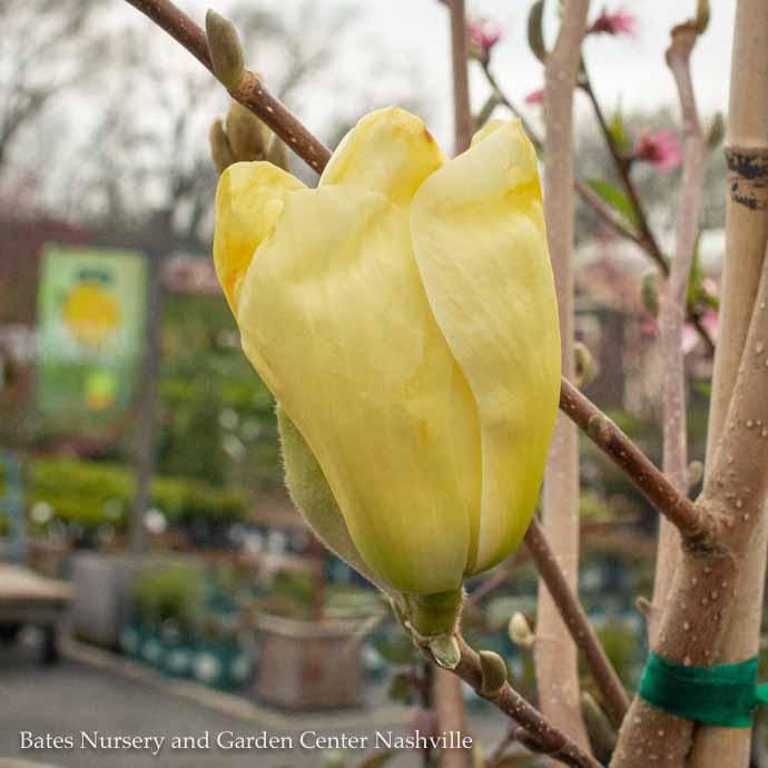 #7 SINGLE Magnolia acum x den Elizabeth/ Pale Yellow Deciduous