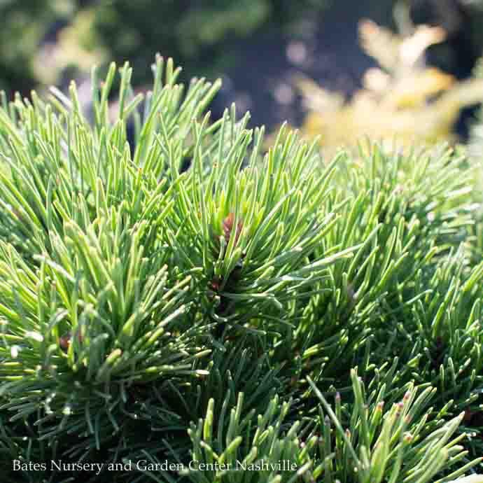 #2 Pinus mugo Little Rick/ Compact Pine