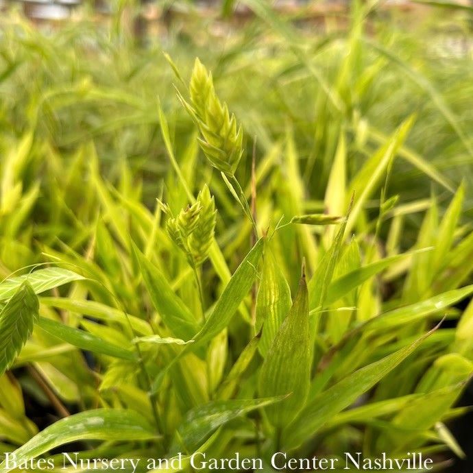 #3 Grass Chasmanthium latifolium/ Northern Sea Oats Native (TN)