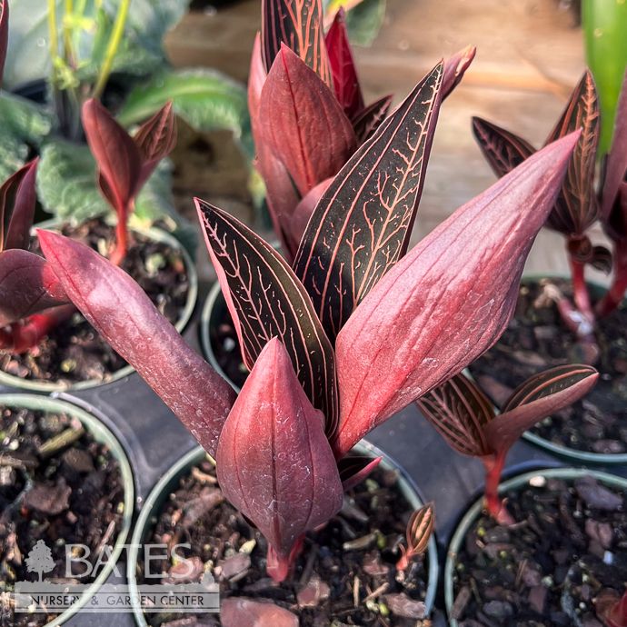 4p! Ludisia Jewel Orchid Marble /Tropical