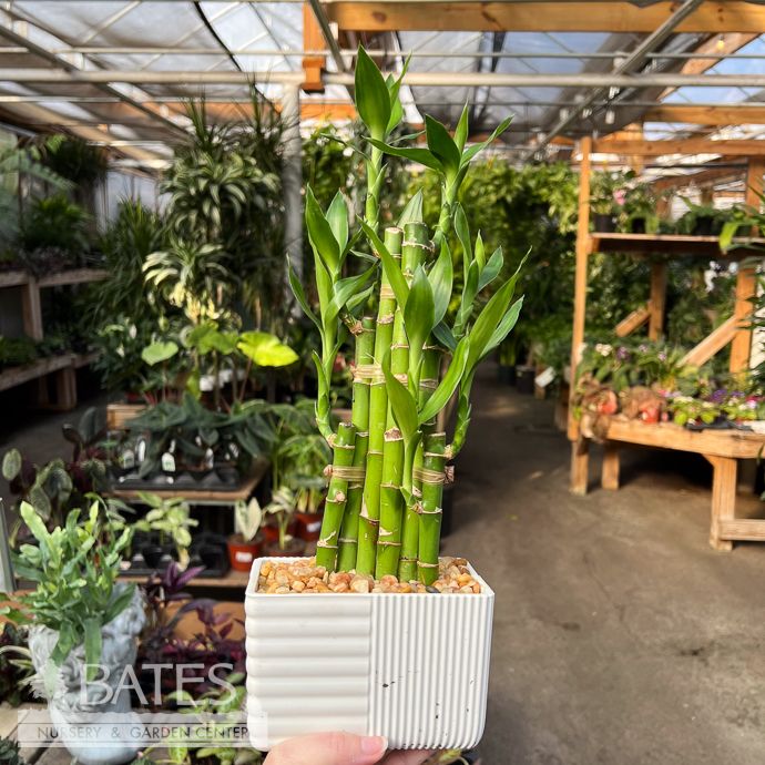 4p! Lucky Bamboo  /Tropical