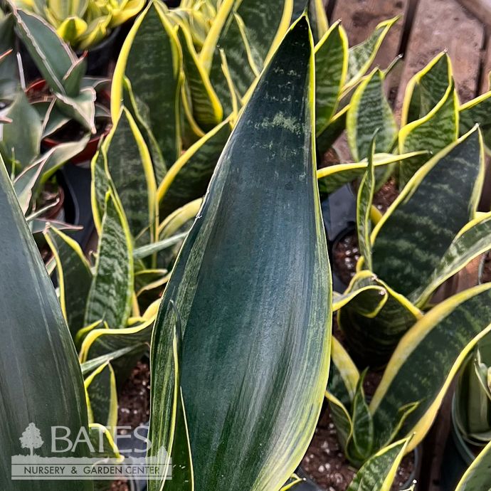 6p! Sansevieria Fabi /Snake Plant
