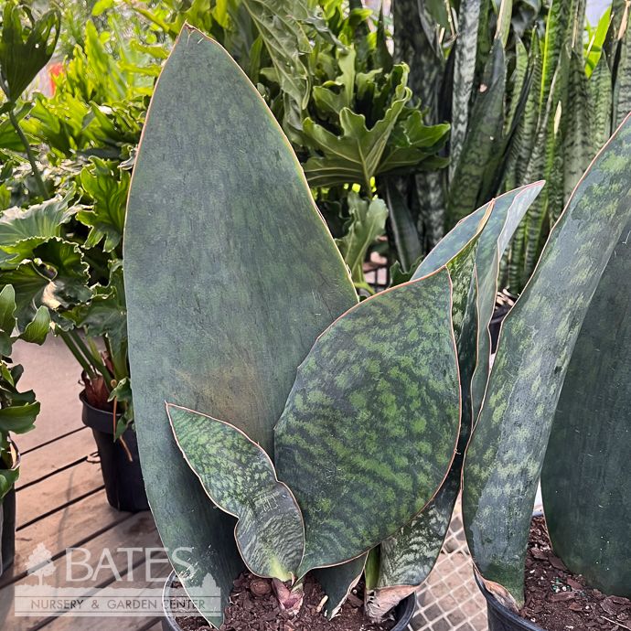 8p! Sansevieria SHARK /WHALE FIN /Snake Plant /Mother-in-Law Tongue /Tropical