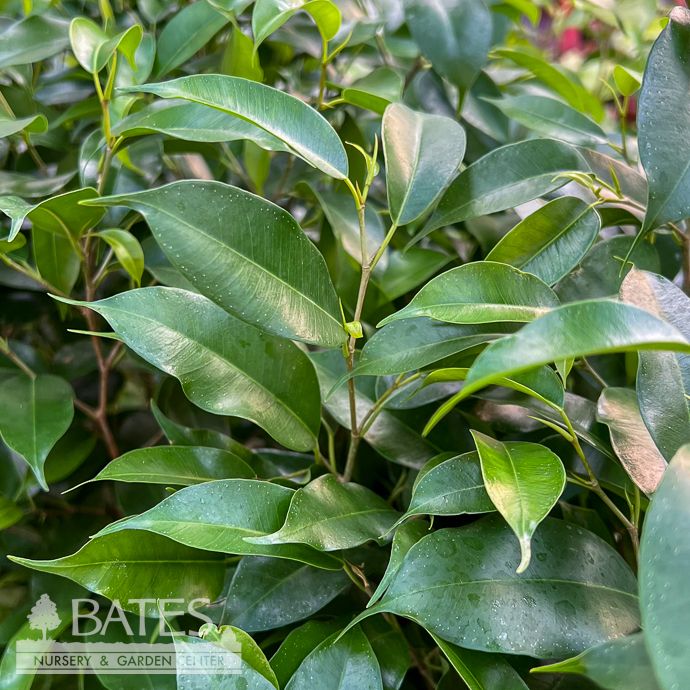 8p! Ficus benj Natasha /Dwarf Weeping Fig /Tropical