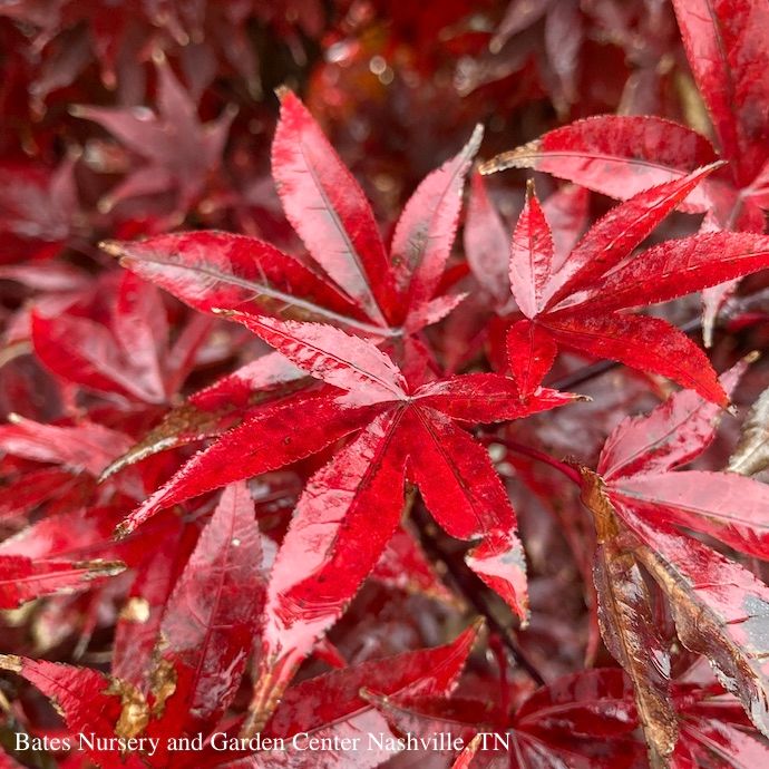 #1 Acer pal Twombly&#39;s Red Sentinel/ Upright Red Japanese Maple