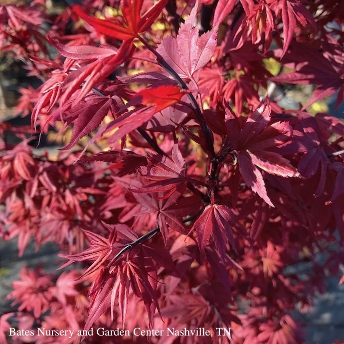 #1 Acer pal Twombly&#39;s Red Sentinel/ Upright Red Japanese Maple