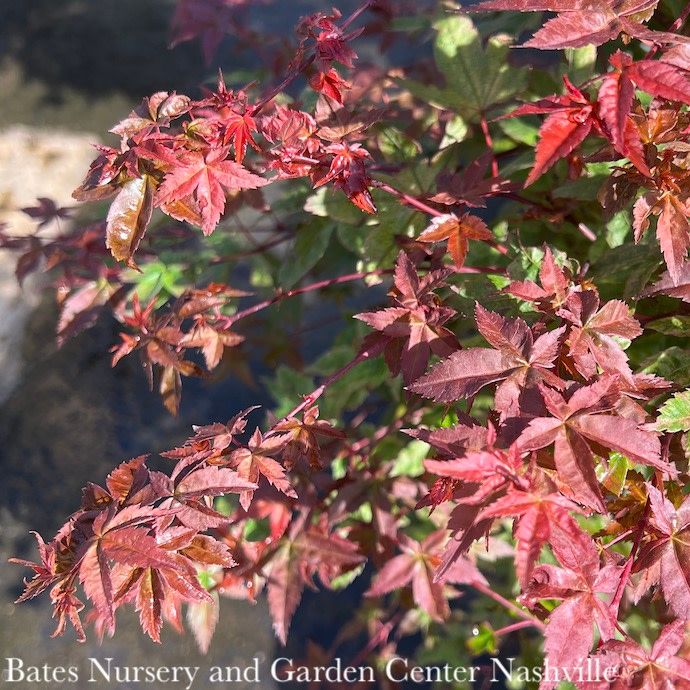 #3 Acer pal Shin Deshojo/ Upright Green Japanese Maple