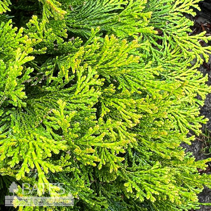 #3 Chamaecyparis obt Kerdalo/ Spreading Golden Hinoki Falsecypress