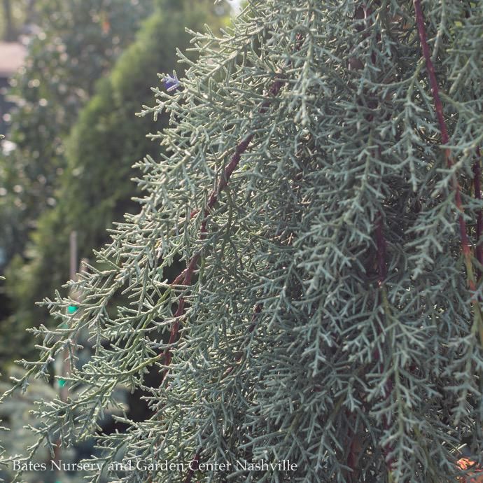 #6 Cupressus glabra Raywood's Weeping/ Arizona Blue Cypress