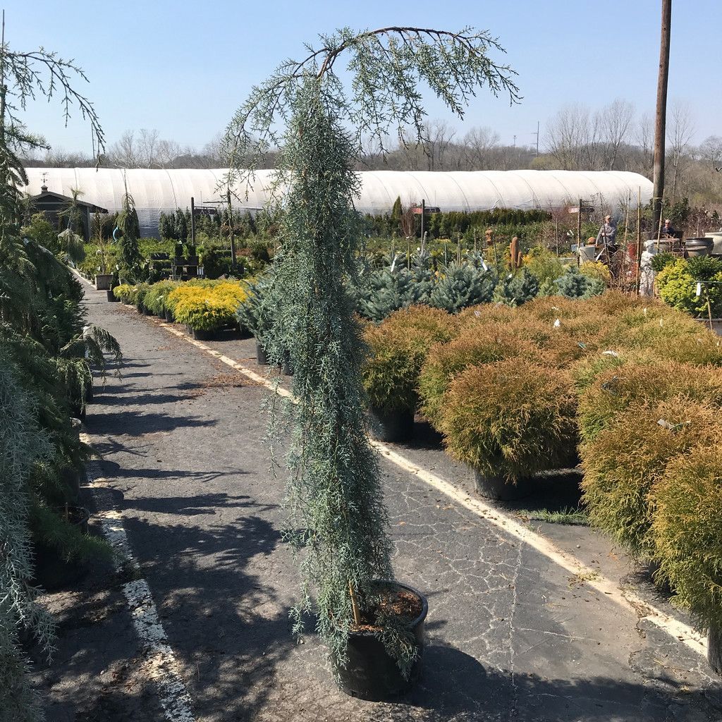 #6 Cupressus glabra Raywood's Weeping/ Arizona Blue Cypress
