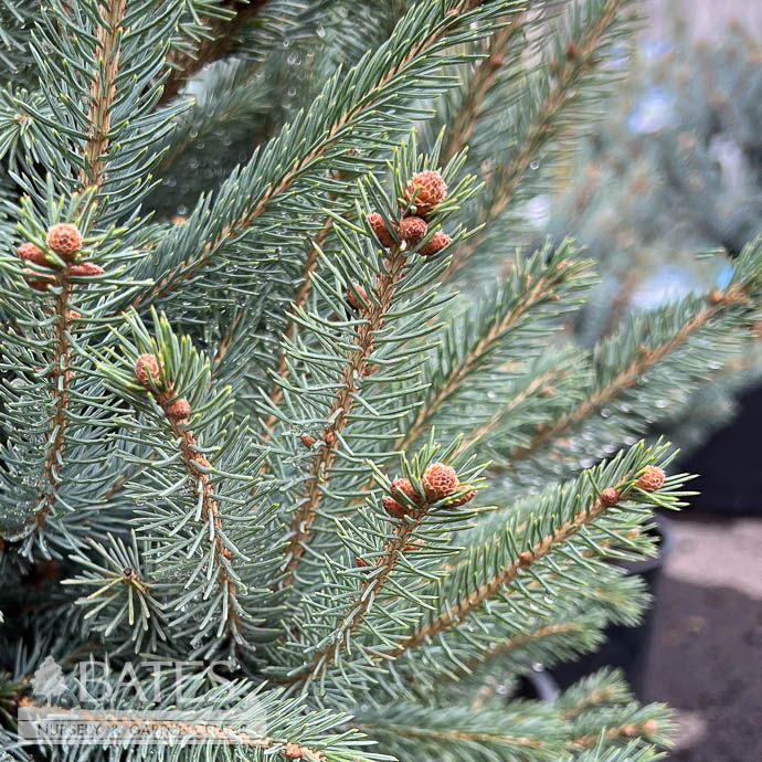 #6 Picea glauc Whiskey Blue Hills/ Black Hills Spruce