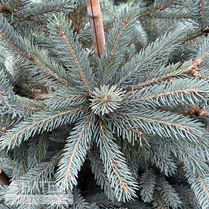 #6 Picea glauc Whiskey Blue Hills/ Black Hills Spruce