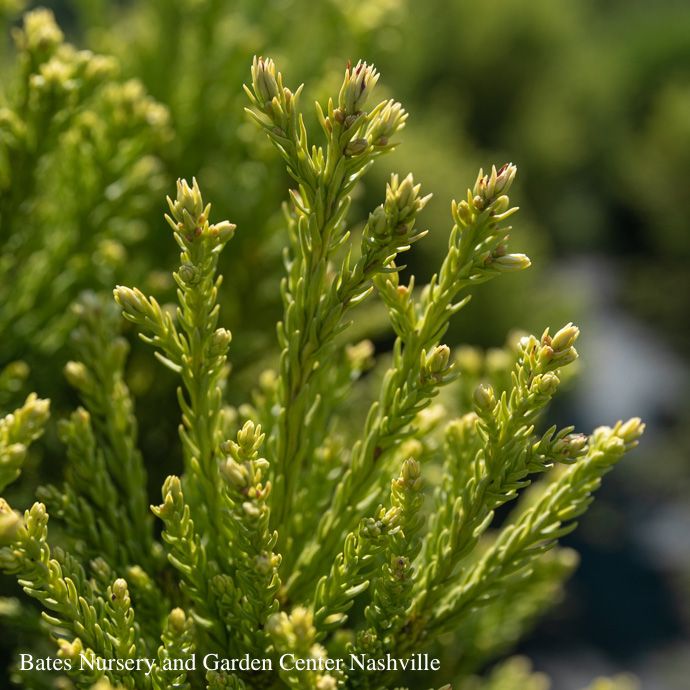 #3 Cryptomeria japonica Rein&#39;s Dense Jade/ Japanese False Cedar