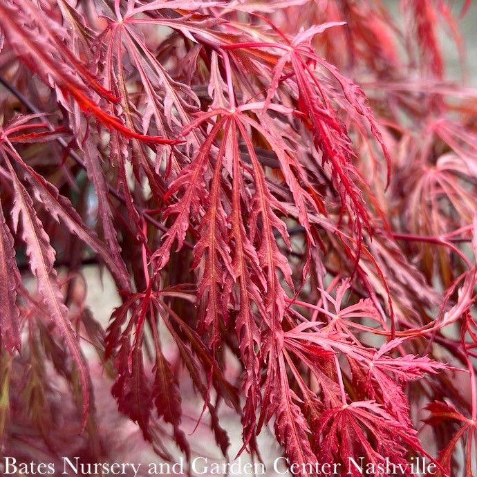 #1 Acer pal var diss Crimson Queen/ Weeping Red Japanese Maple