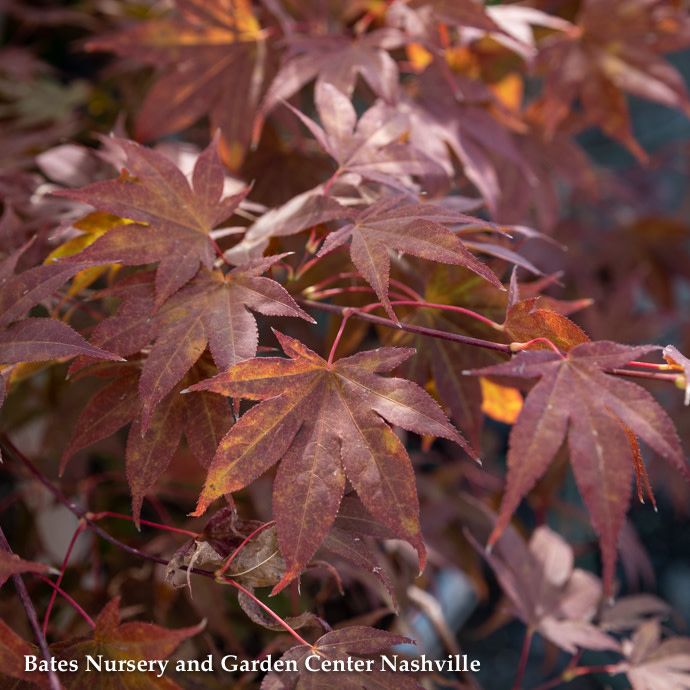 #6 Acer pal Oshio beni/ Upright Red Japanese Maple