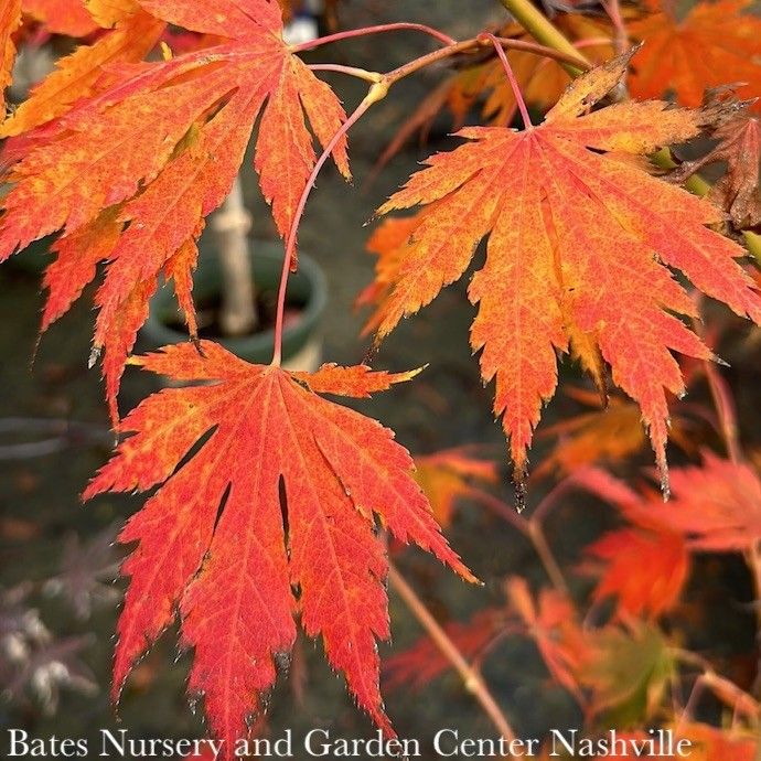 #15Acer x pse Arctic Jade/ Korean Maple