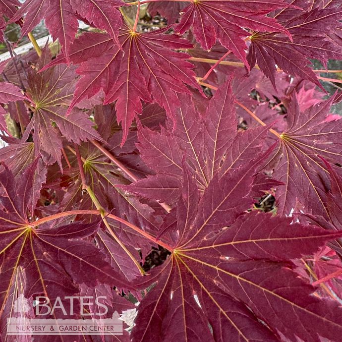 #6 Acer x pseudosieboldianum Alpenglow/ Upright Japanese Maple