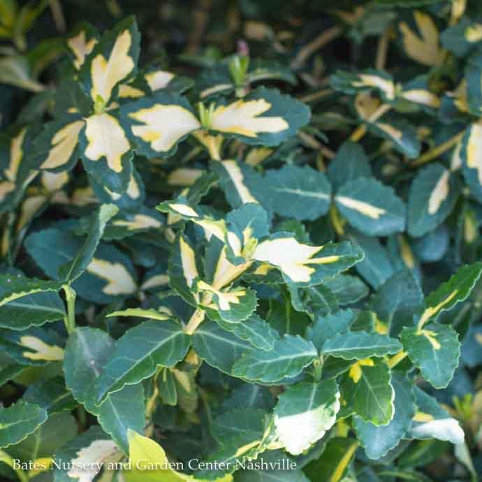 #1 Euonymus fort Moonshadow/ Variegated Wintercreeper