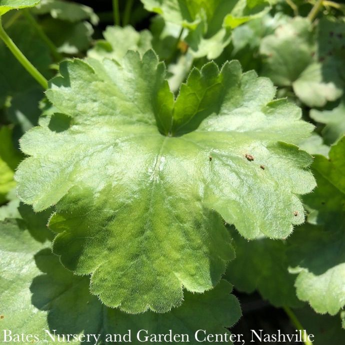 #1 Heuchera x Bressingham Hybrids/ Coral Bells