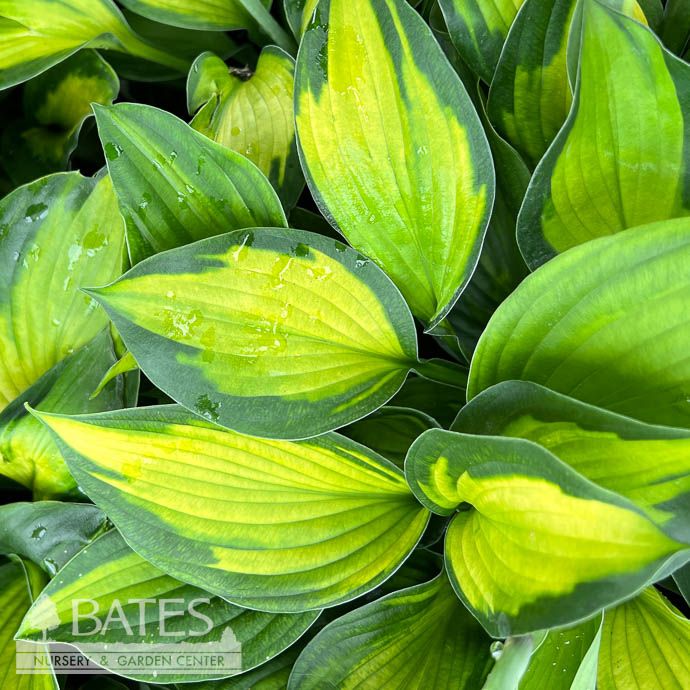 QP Hosta x PW Captain Kirk/ Variegated