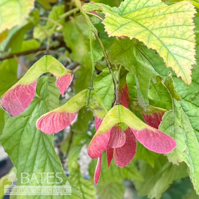 #7 Acer tataricum Hot Wings/ Tatarian Maple