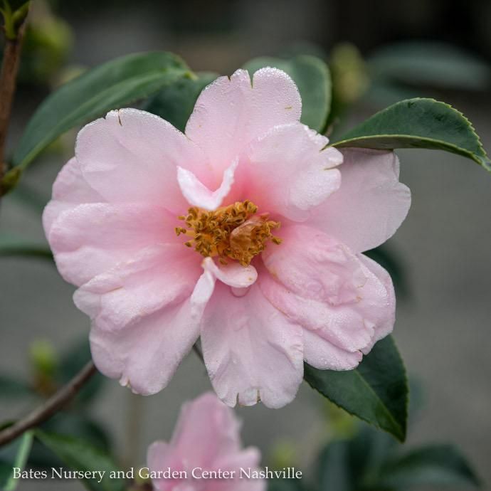 #3 Camellia x Winter&#39;s Toughie/ Light Pink - No Warranty