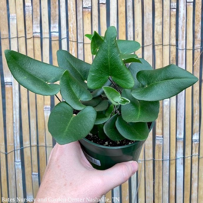 4p! Fern - Heart Leaf Fern /Tropical