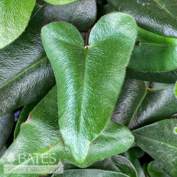 6p! Fern - Heart Leaf Fern /Tropical