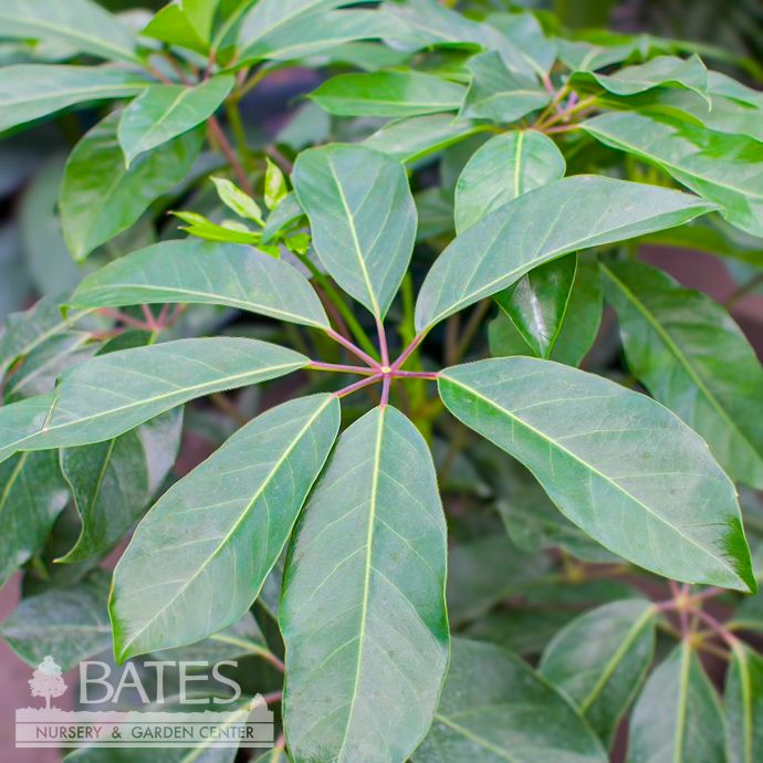 10p! Schefflera Amate / Umbrella Plant /Tropical