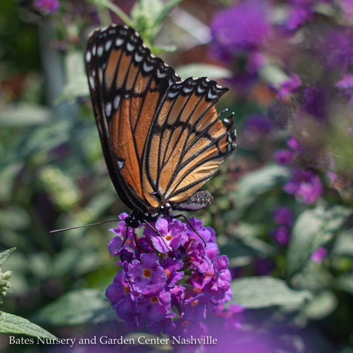 #2 Buddleia x PW Miss Violet/ Purple Butterfly Bush