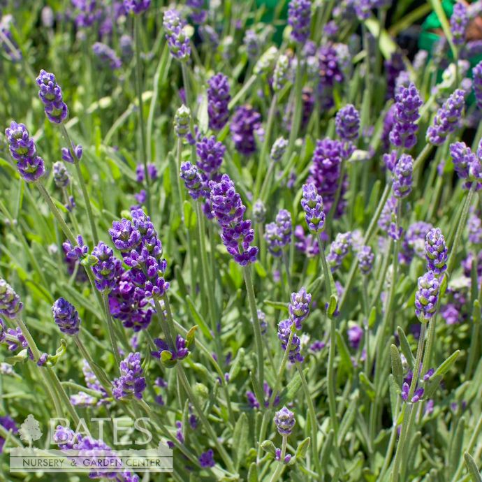 #1 Lavandula ang PW SuperBlue/ English Lavender - No Warranty