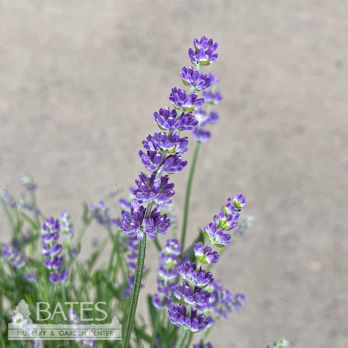 #1 Lavandula ang PW SuperBlue/ English Lavender - No Warranty
