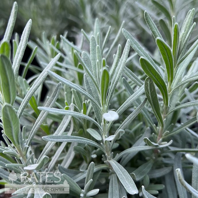#1 Lavandula ang PW SuperBlue/ English Lavender - No Warranty