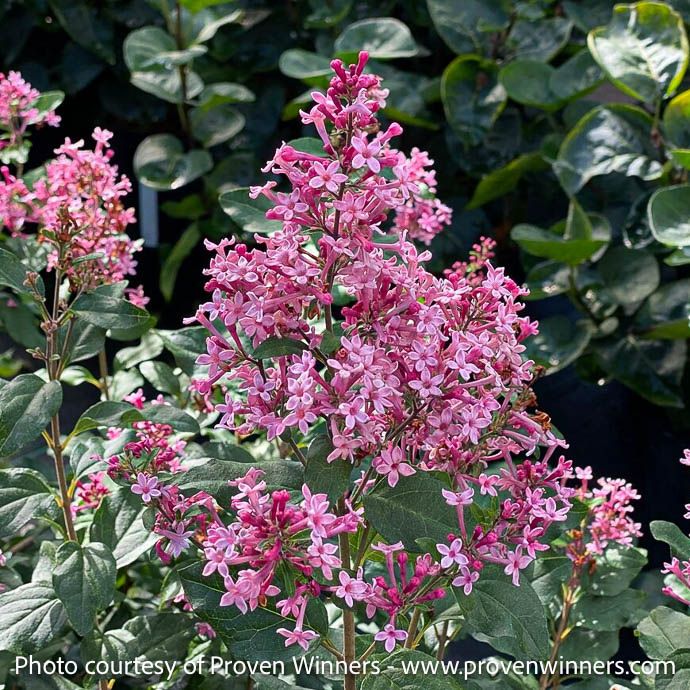 #3 Syringa x PW Bloomerang Ballet/ Reblooming Compact Pink Lilac