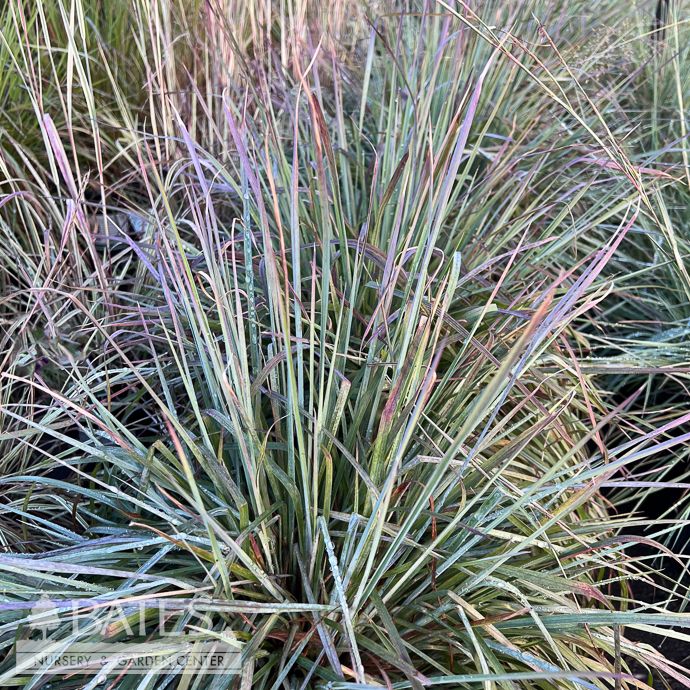#3 Grass Schizachyrium scop Prairie Winds &#39;Brush Strokes&#39;/ Little Bluestem Native (TN)