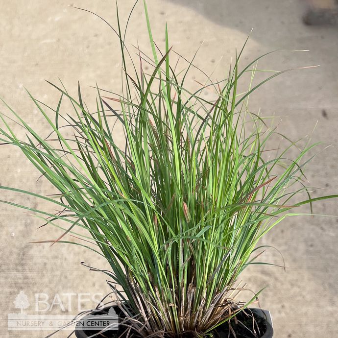 #3 Grass Schizachyrium scop Sandhill/ Little Bluestem Native (TN)