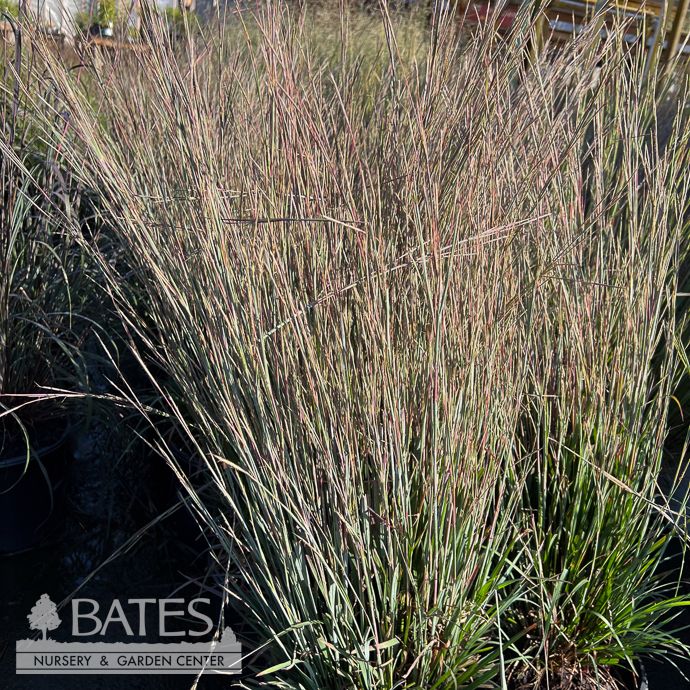 #3 Grass Schizachyrium scop Sandhill/ Little Bluestem Native (TN)