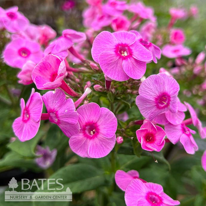 QP Phlox pan PW Luminary &#39;Prismatic Pink&#39;/ Tall Garden Phlox Native (TN)
