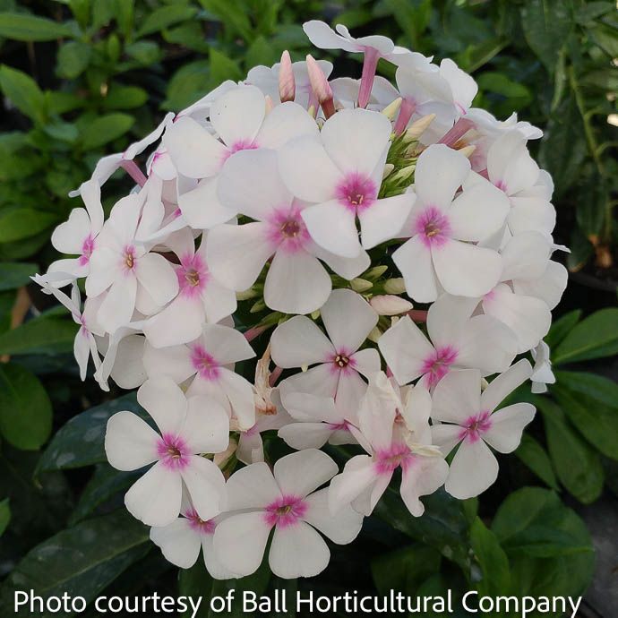#1 Phlox pan Famous White/ Upright Garden Native (TN)