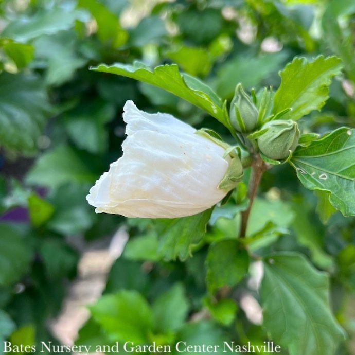 Topiary Patio Tree #7 Hibiscus syr Diana/ White Rose of Sharon/ Althea