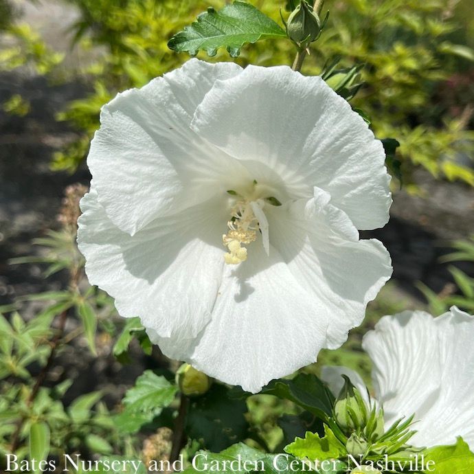 Topiary Patio Tree #7 Hibiscus syr Diana/ White Rose of Sharon/ Althea